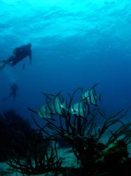 Atlantic spadefish on a patch reef in The South Water Cay... by Martin Spragg 